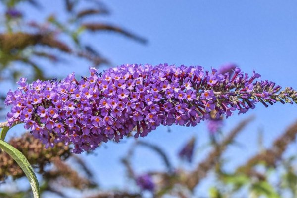 丁香花的花语是什么