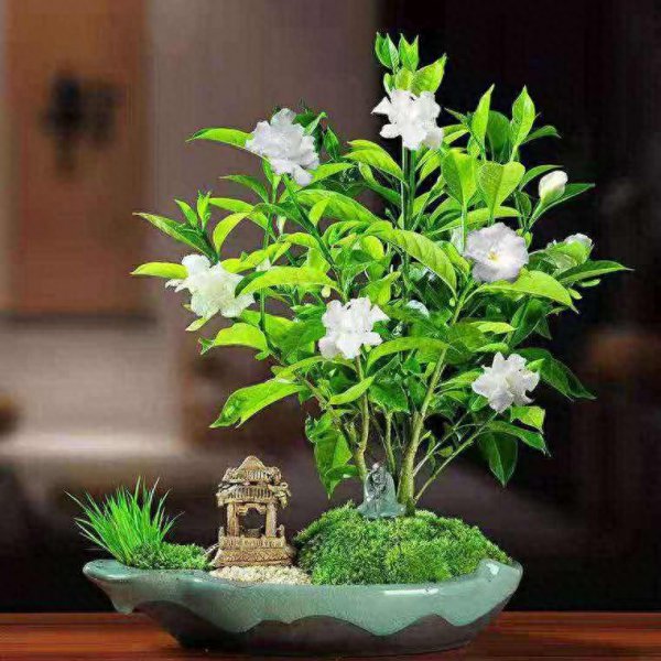 丁香花的花语是什么