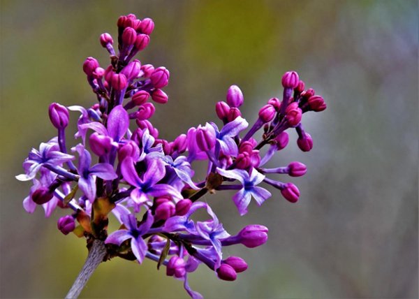 丁香花的花语是什么