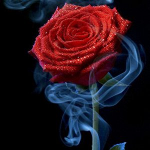 22朵玫瑰代表什么花语 1到100朵玫瑰的含义