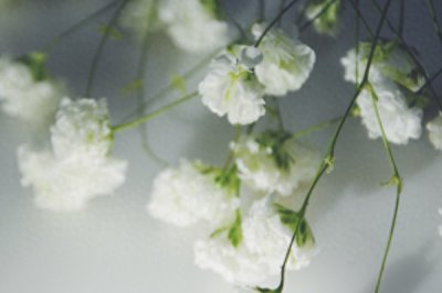 满天星的花语是什么 满天星的象征意义