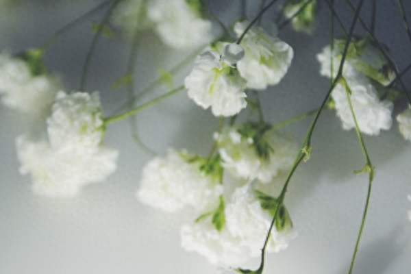 满天星的花语是什么