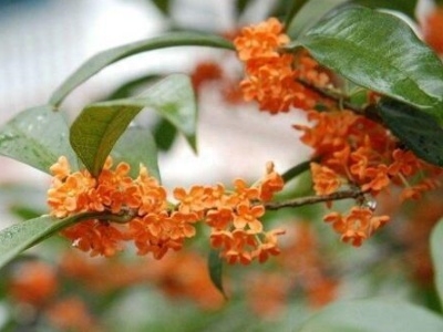 怎样养植桂花