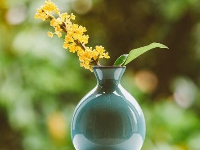 怎样养植桂花