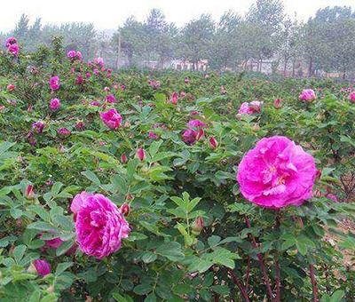 玫瑰花怎么养护