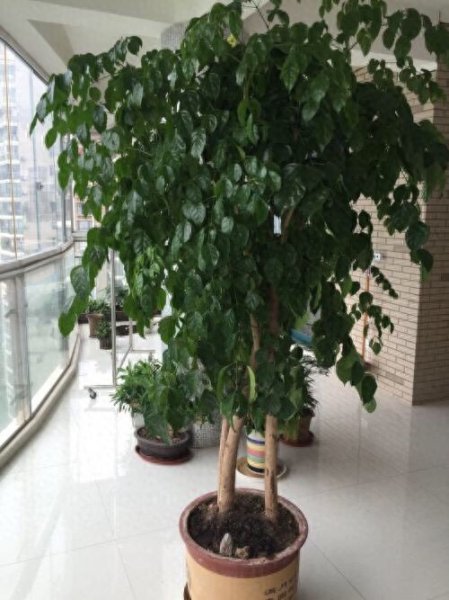 幸福树怎么养才能开花