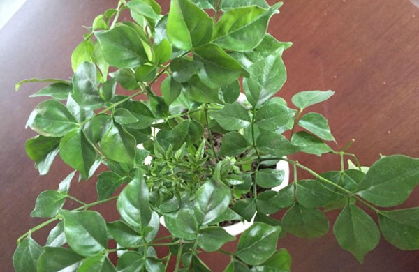 幸福树怎么养才能开花