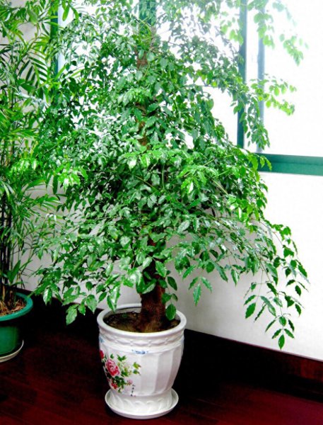 幸福树怎么养才能开花