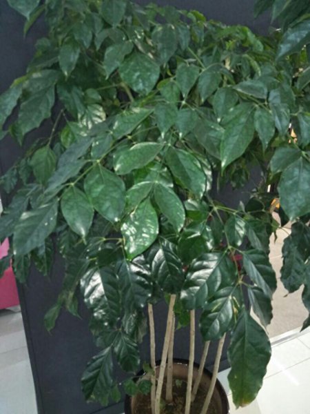 幸福树怎么养才能开花