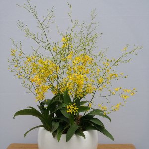 什么花在冬天开 10种代表冬天的植物