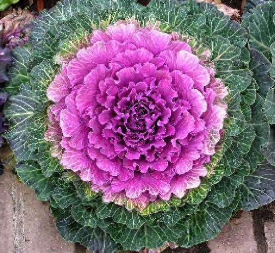 什么花在冬天开