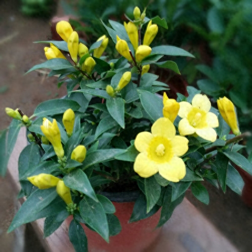 什么花在冬天开