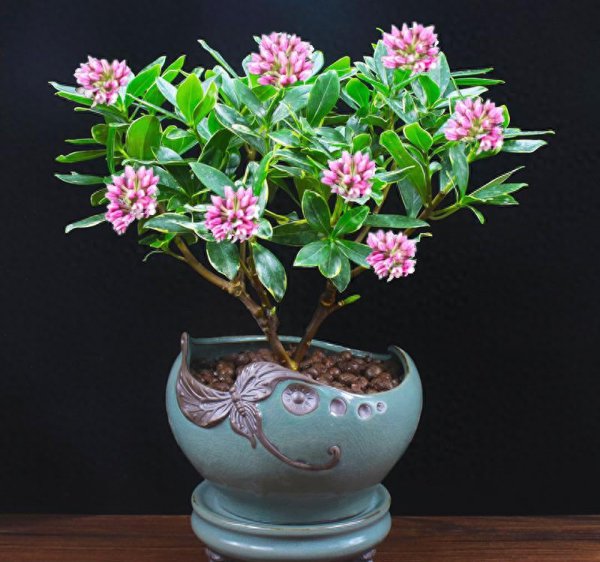 什么花在冬天开