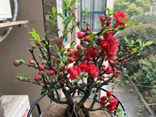 什么花在冬天开