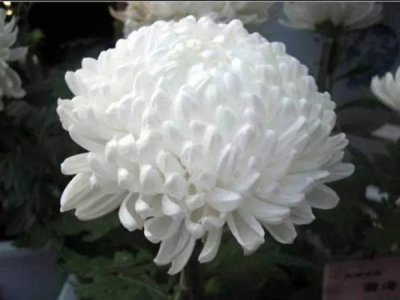 菊花寓意着什么 菊花的花语和象征