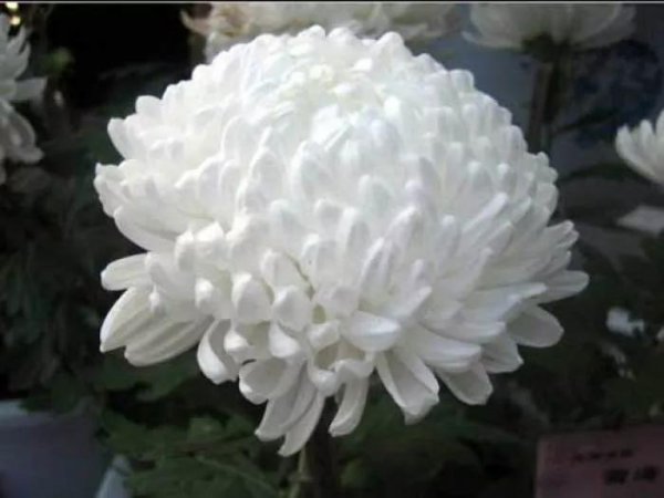 菊花寓意着什么