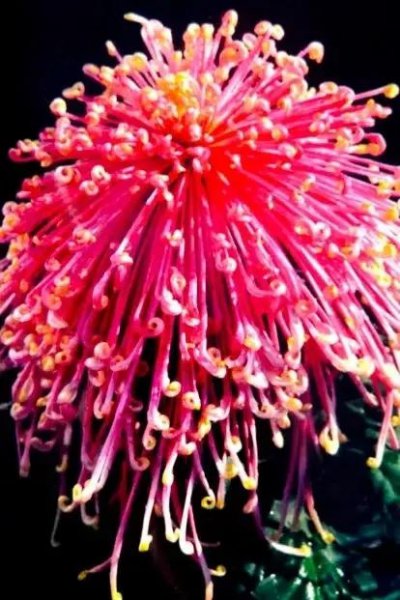 菊花寓意着什么