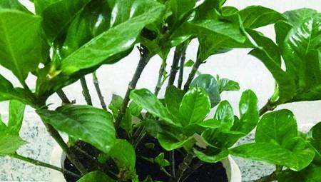 栀子花花语是什么