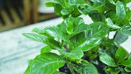栀子花花语是什么