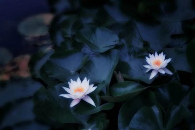 睡莲花语是什么意思 浅谈睡莲的寓意和传说