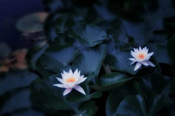 睡莲花语是什么意思