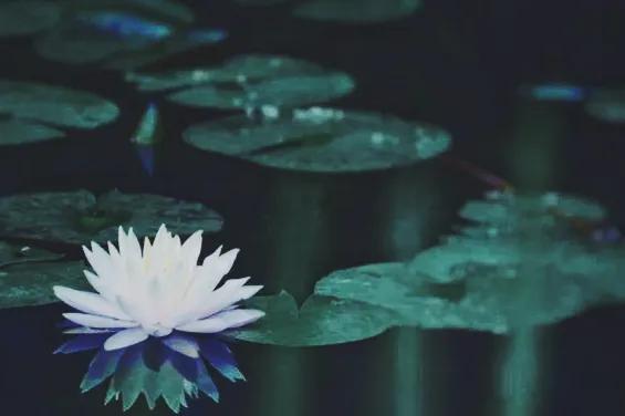 睡莲花语是什么意思
