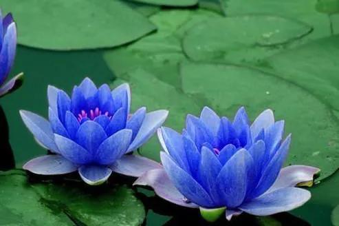 睡莲花语是什么意思