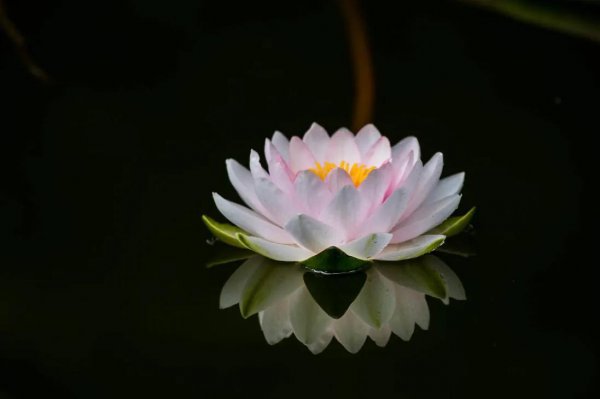 睡莲花语是什么意思