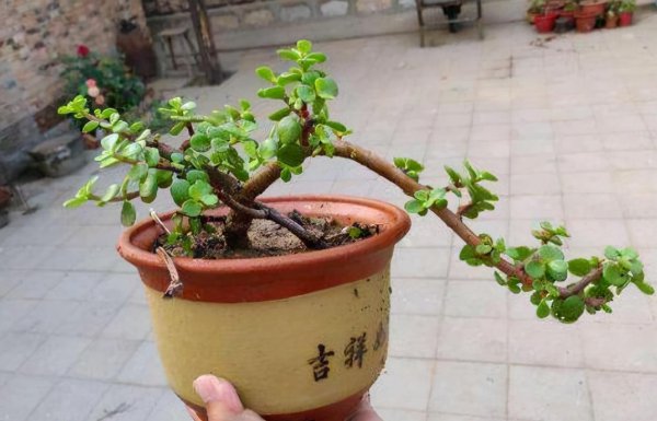 金枝玉叶冬天怎么养