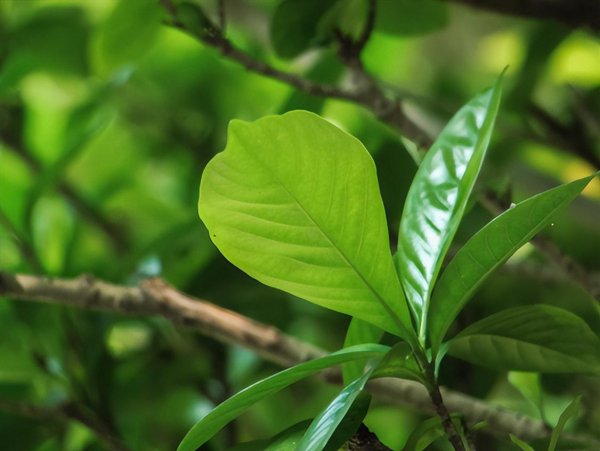 栀子花黄叶了怎么办