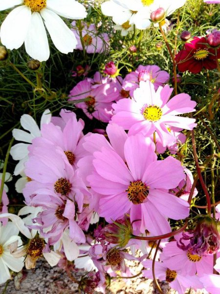牵牛花的花语是什么