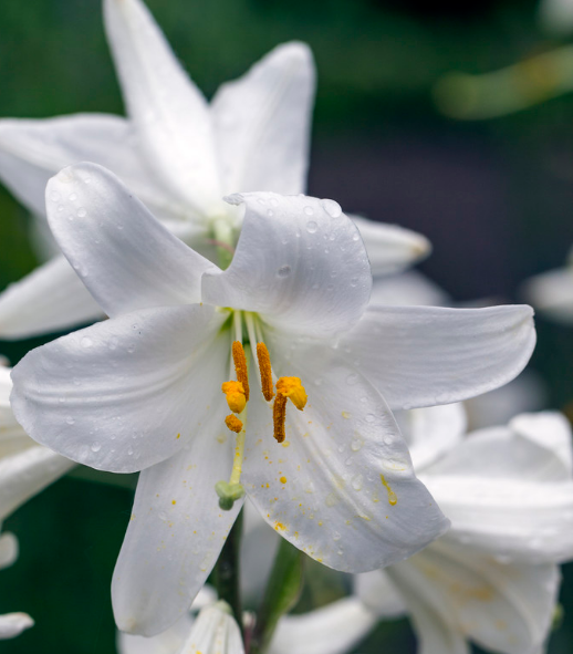 百合花的花语和寓意是什么