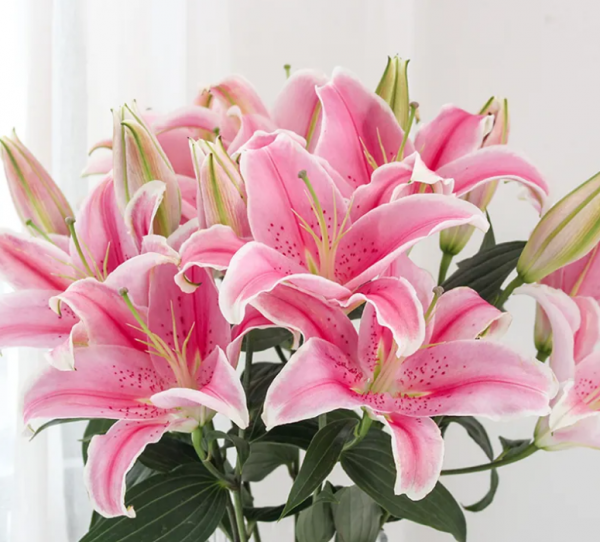 百合花的花语和寓意是什么