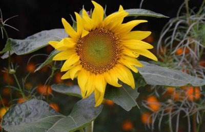 向日葵什么时候开花季节 观赏向日葵花期简介
