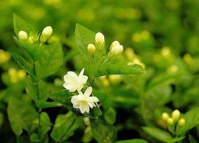 茉莉花冬天怎么养 详解茉莉花冬季养护要点