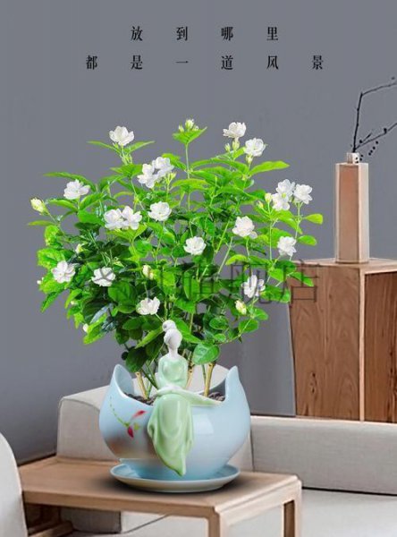茉莉花冬天怎么养