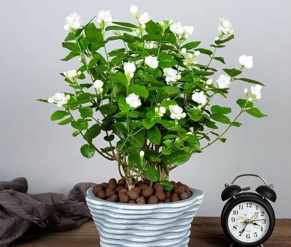 茉莉花冬天怎么养