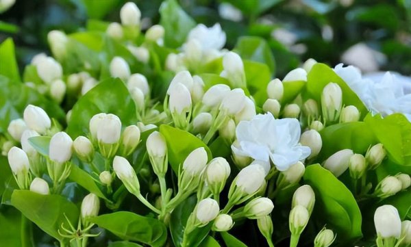 茉莉花冬天怎么养
