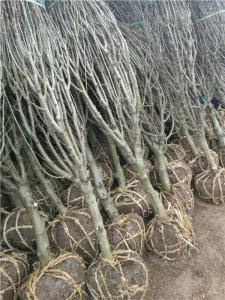 木槿花象征着什么 浅谈木槿花的花语和寓意