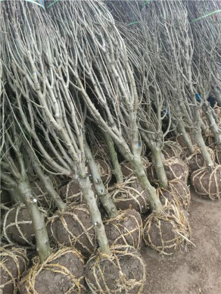 木槿花象征着什么