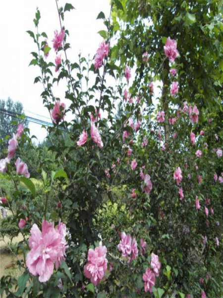木槿花象征着什么