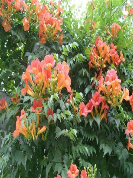 凌霄花的花语寓意是什么
