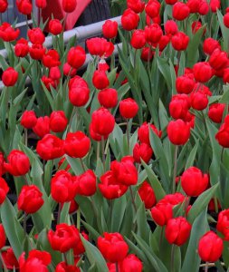 郁金香花语是什么意思 了解郁金香的真正含义