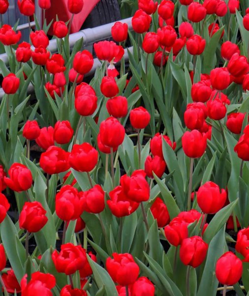 郁金香花语是什么意思