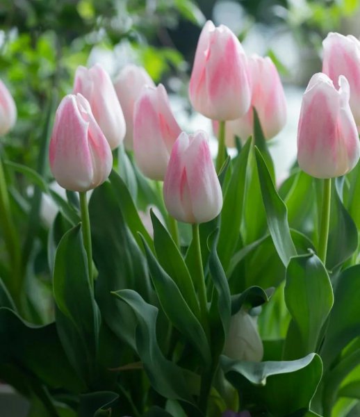 郁金香花语是什么意思