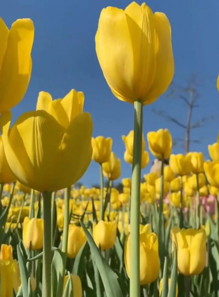 郁金香花语是什么意思