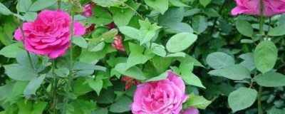月季花苗什么时候移栽最好 月季花移栽时间和方法