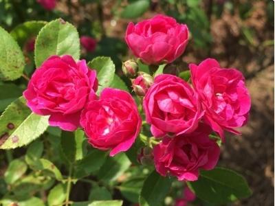 月季花苗什么时候移栽最好