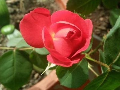 月季花苗什么时候移栽最好