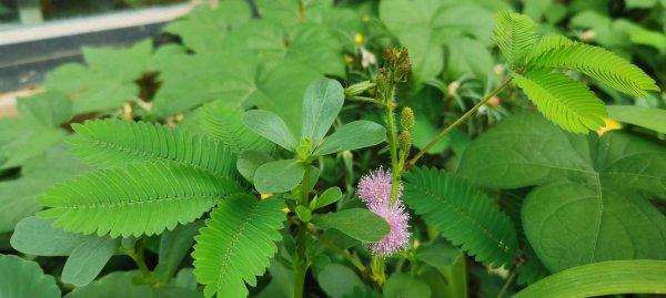 含羞草花语是什么
